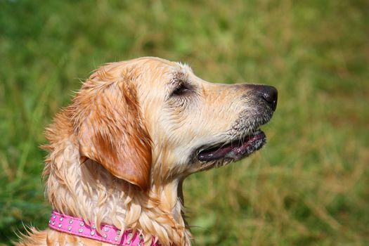 a beautiful golden retriever pet gundog