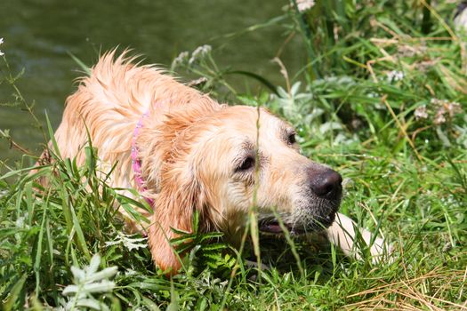 a beautiful golden retriever pet gundog