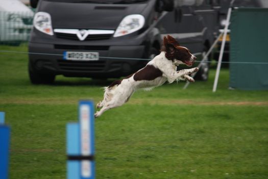 a working type english springer spaniel pet gundog jumping an agility jump