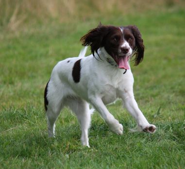 liver and white working type english springer spaniel pet gundog running