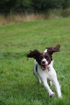 liver and white working type english springer spaniel pet gundog running