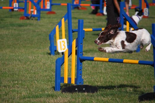 a working type english springer spaniel pet gundog jumping an agility jump