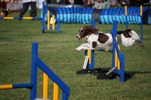 a working type english springer spaniel pet gundog jumping an agility jump