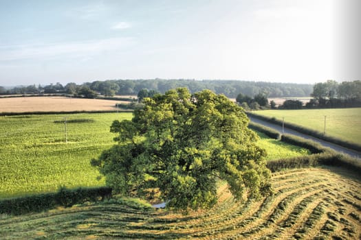 tree in a field from above