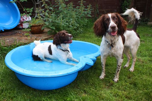 two pretty liver and white working type english springer spaniel pet gundogs