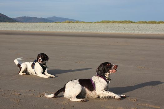 two pretty liver and white working type english springer spaniel pet gundogs