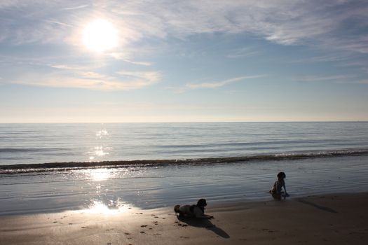 Working type springer spaniel pet gundog lying on a sandy beach at sunset