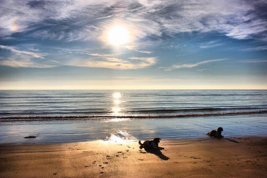 Working type springer spaniel pet gundog lying on a sandy beach at sunset