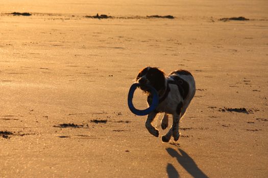 Working type english springer spaniel pet gundog running on a sandy beach;