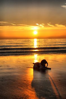 Working type springer spaniel pet gundog lying on a sandy beach at sunset