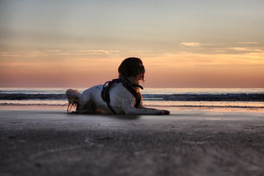 Working type springer spaniel pet gundog lying on a sandy beach at sunset