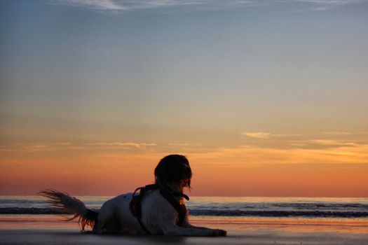 Working type springer spaniel pet gundog lying on a sandy beach at sunset