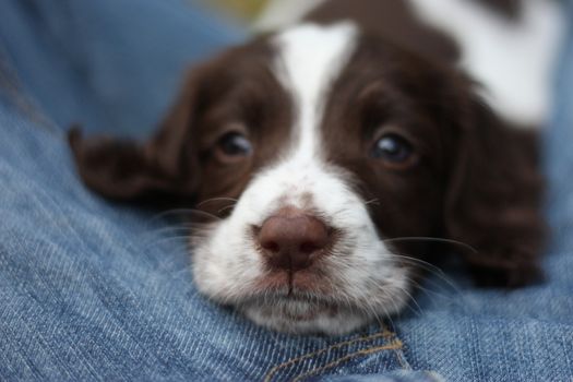 Very cute young liver and white working type english springer spaniel pet gundog puppy