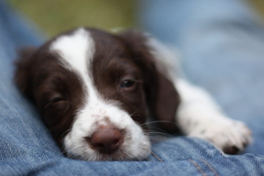 Very cute young liver and white working type english springer spaniel pet gundog puppy