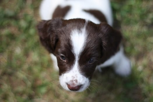 Very cute young liver and white working type english springer spaniel pet gundog puppy