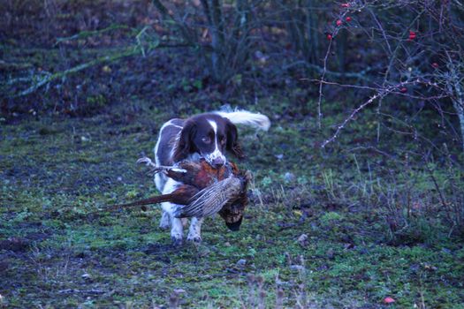 working type english springer spaniel carrying a pheasant