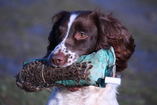 working type english springer spaniel carrying a pheasant