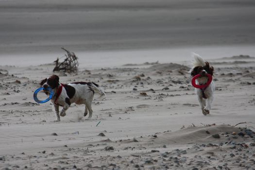 Working type english springer spaniel pet gundog running on a sandy beach;