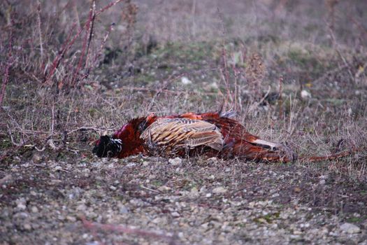 A dead pheasant waiting to be collected