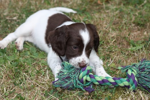 Very cute young liver and white working type english springer spaniel pet gundog puppy