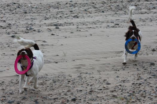 Working type english springer spaniel pet gundog running on a sandy beach;