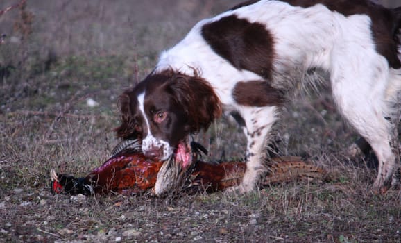 working type english springer spaniel carrying a pheasant