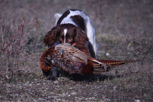 working type english springer spaniel carrying a pheasant