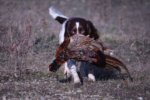 working type english springer spaniel carrying a pheasant