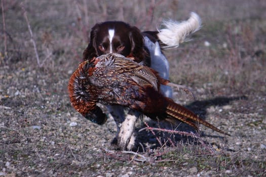 working type english springer spaniel carrying a pheasant