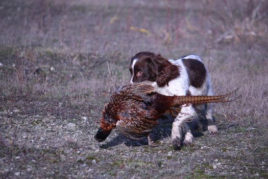 working type english springer spaniel carrying a pheasant