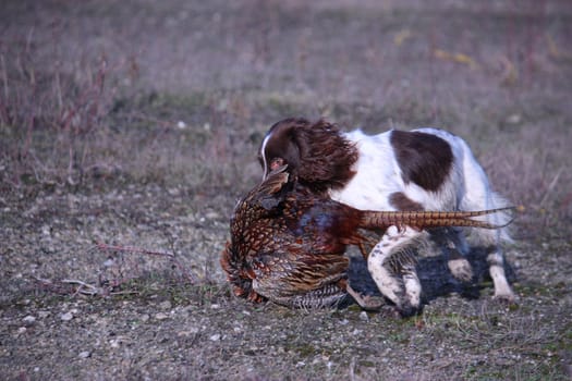 liver and white working type english springer spaniel pet gundog retrieving a pheasant