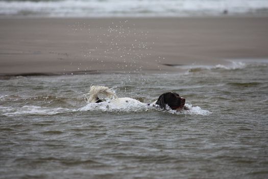 cute working type english springer spaniel playing in the sea