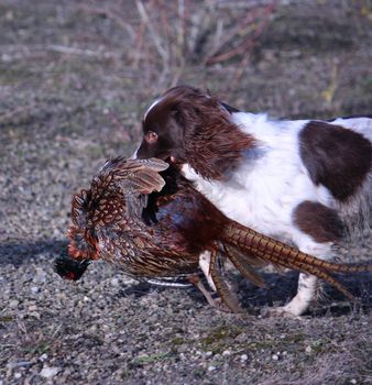 liver and white working type english springer spaniel pet gundog carrying a dead pheasant