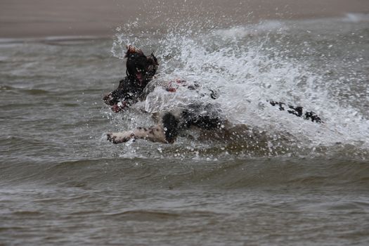 working type english springer spaniel pet gundog jumping into water