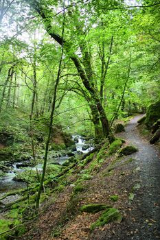 a path meandering through woodland next to a stream