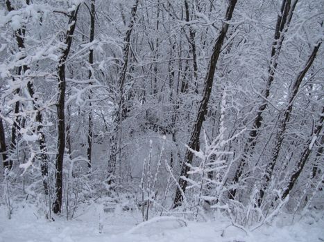 trees covered in snow in winter