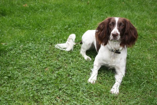 a very cute liver and white working type english springer spaniel pet gundog