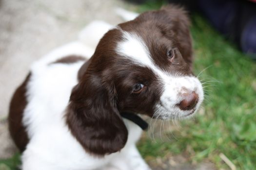 Very cute young liver and white working type english springer spaniel pet gundog puppy