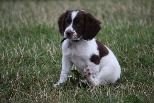 Very cute young liver and white working type english springer spaniel pet gundog puppy