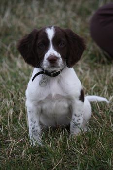 Very cute young liver and white working type english springer spaniel pet gundog puppy