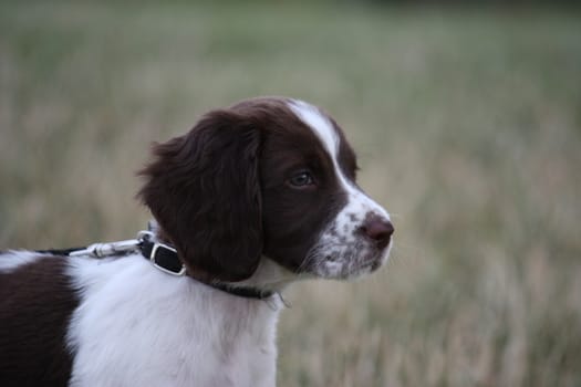 Very cute young liver and white working type english springer spaniel pet gundog puppy