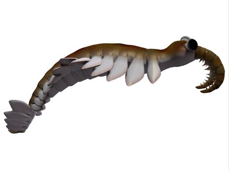Anomalocaris is the largest known predator of Cambrian seas and hunted smaller arthropods of that time.