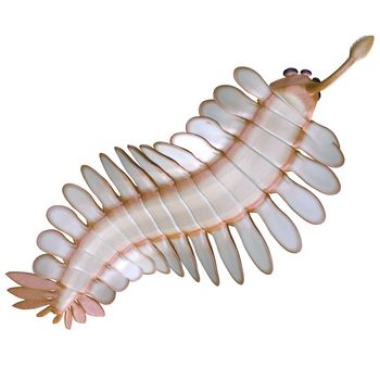 Opabinia is a small predator of Cambrian seas and hunted worms and soft bodied prey with its proboscis.