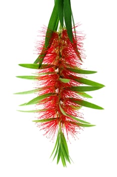 Red bottle brush flower isolated on white background, Scientific name: Callistemon lanceolatus DC.