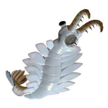 Anomalocaris is the largest known predator of Cambrian seas and hunted smaller arthropods of that time.