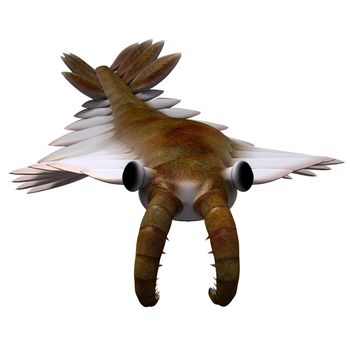 Anomalocaris is the largest known predator of Cambrian seas and hunted smaller arthropods of that time.