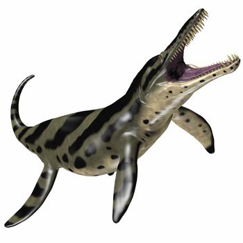 Kronosaurus was a marine reptile and one of the largest short-necked pliosaur of Cretaceous Seas.