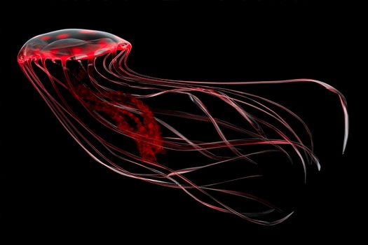 An bioluminescent red jellyfish glows in the darkness of the deep ocean. 