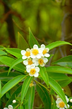 Wildflowers.