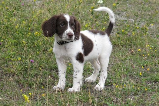 Very cute young liver and white working type english springer spaniel pet gundog puppy